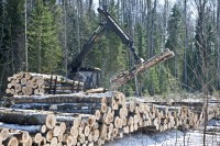 президент РФ объявил 2013 «Годом окружающей среды». Ты в ответе за свои поступки!