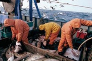 Рыбодобывающим организациям дадут налоговые льготы