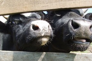 Американцы выбрали худшие профессии