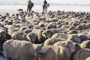 Дума о чабанах: Дагестан потребует себе полного права распоряжаться землей