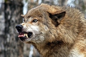 В Испании волки выгнали местных фермеров на демонстрацию