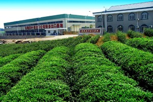 IUF раскрывает подробности вопиющих нарушений трудовых прав на чайной плантации в Индии