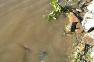 12 июля - день траура в память о погибших на теплоходе «Булгария»