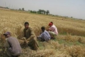 Мигранты в Израиле взбунтовались и потребовали справедливой зарплаты и нормальных условий труда