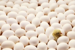 У работников кировоградской птицефабрики осталось девять дней на подписание колдоговора