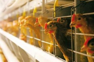 На Вельской птицефабрике рабочий день длится по 12 часов