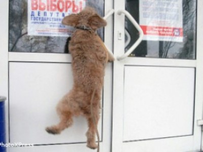 Сенаторы прокатили закон о едином дне голосования