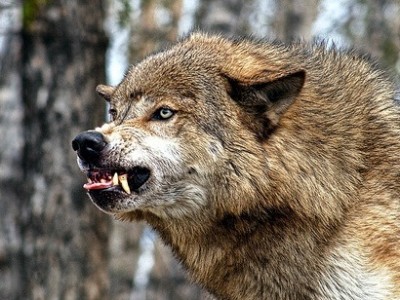 В Испании волки выгнали местных фермеров на демонстрацию