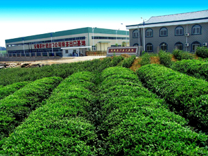 IUF раскрывает подробности вопиющих нарушений трудовых прав на чайной плантации в Индии