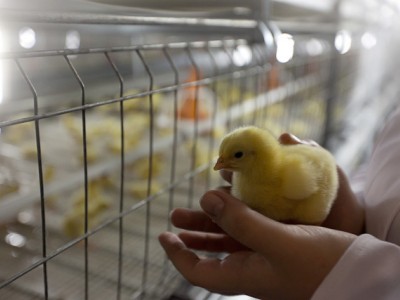 Работники птицефабрики в Восточном Казахстане приостановили голодовку