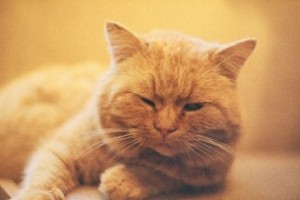 Вакансия обнимателя кошек открылась в ветеринарной клинике Дублина