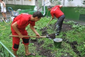 Клеверный парик для газонных лысин