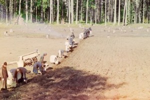 От “цертовых катышков” до “картошки-матушки”