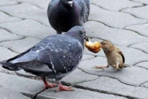 Гигантский пенсионный займ