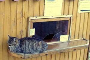 Работник не стал первоочередным кредитором