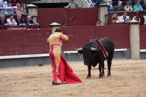 Тореро выживают как умеют