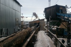 Полная чаща