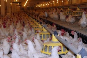 Бройлерная приостановка