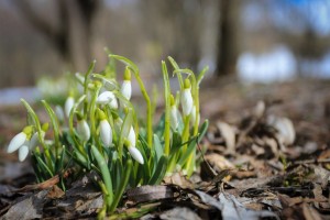 Апрель и кончик марта