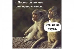 Посмотри, во что они превратились