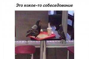 Птичье собеседование