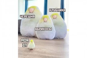 Моя зарплата в стране ягод