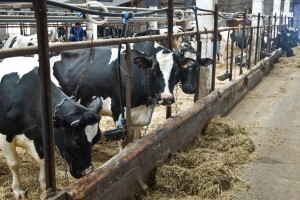 К 2030 году спрос на сотрудников сократится в сельском хозяйстве, недвижимости и торговле