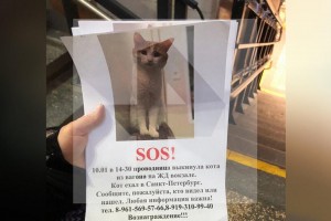 Роспрофжел выступил против травли проводницы, выбросившей из поезда кота