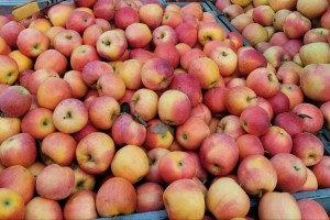 Путин указал на дефицит яблок в России