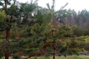 Архангельская область: работники лесного хозяйства требуют повышения зарплат