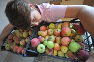 Яблочный бумеранг