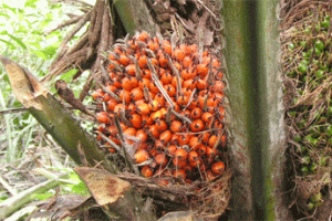 С пальмового масла стрясут акцизы