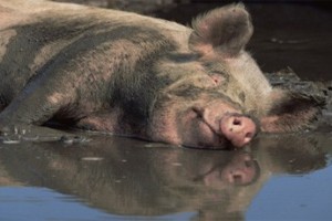 Подложили свинью