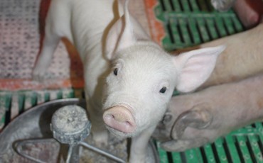 Свининку любите?..