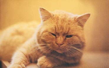 Вакансия обнимателя кошек открылась в ветеринарной клинике Дублина