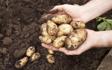 Молодые семьи отправят на картошку