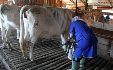 Приморские доярки приостановили работу до выплаты зарплаты