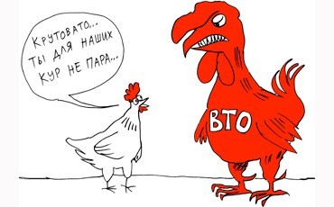 И петух клюнул...