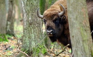 За вред заповедникам накажут строже