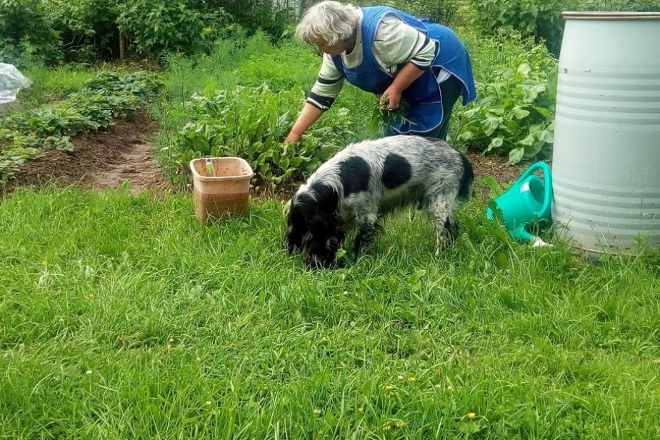 Режим самоизоляции для пенсионеров предложили смягчить