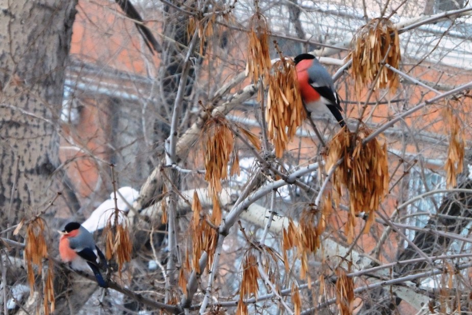 Окно вашего соседа
