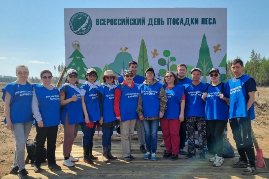 В Бурятии высадили более 70 тысяч сеянцев сосны