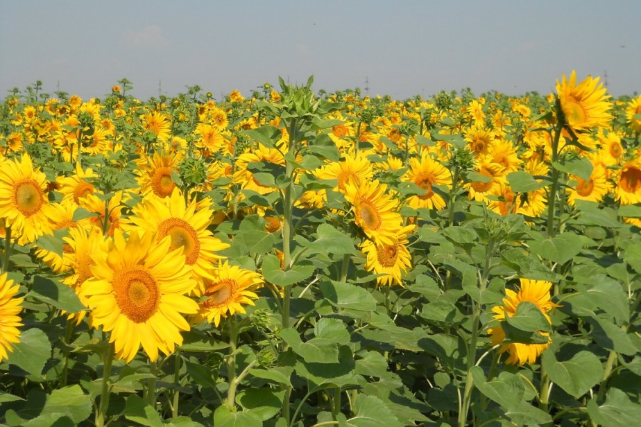 Спрос на российскую сельхозпродукцию за рубежом вырос в разы