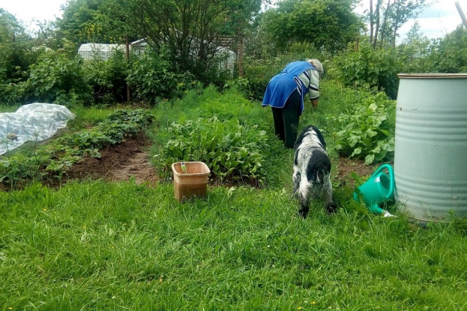 В Татарстане увеличили норматив дохода огородников