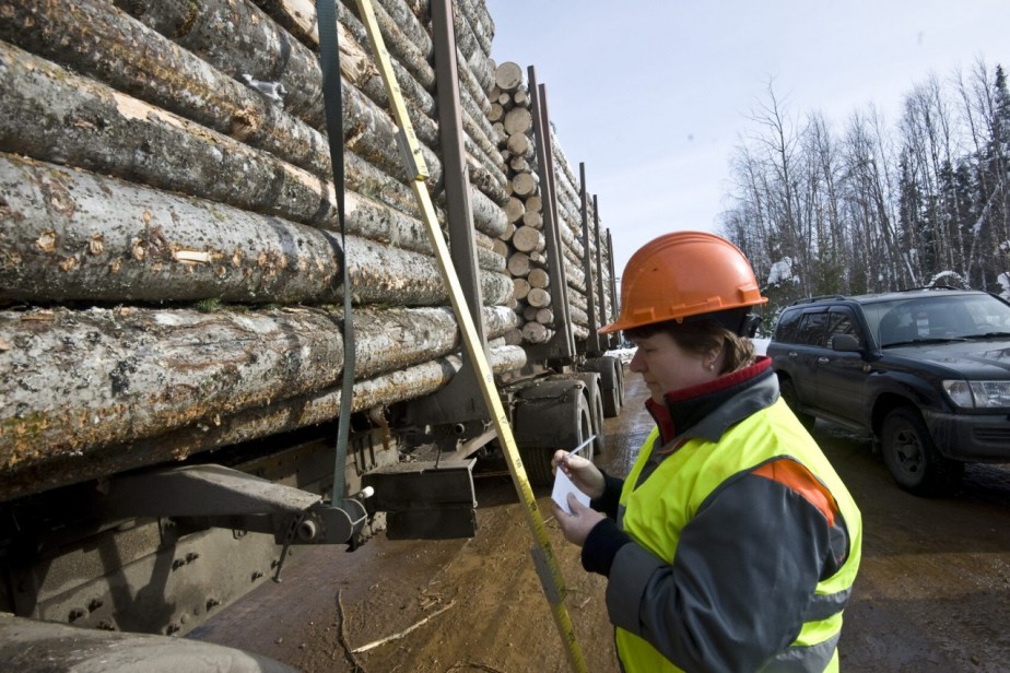 Лесные ресурсы России соберут в единый цифровой реестр