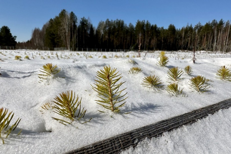 В Татарстане восстановили более 3,6 тыс. гектаров леса
