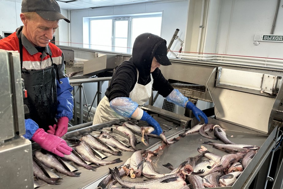 Здесь рыба есть!