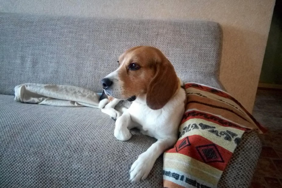 Депутаты предложили ввести налоговый вычет на лечение домашних животных