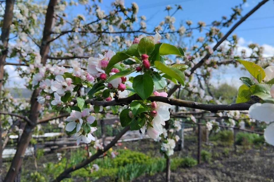 Минсельхоз предложил компенсировать садоводам убытки от майских заморозков