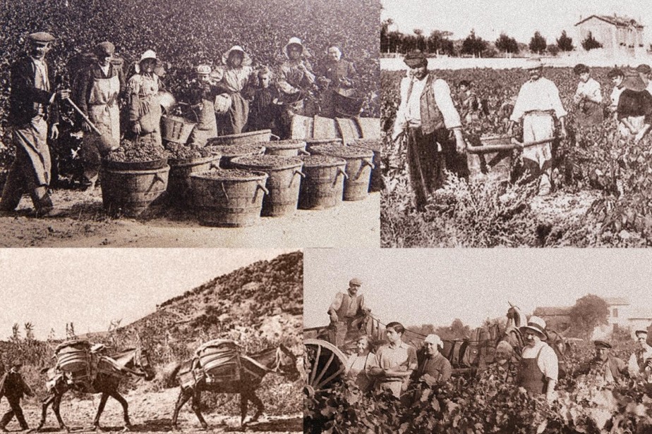 Вино и кровь Нарбонны